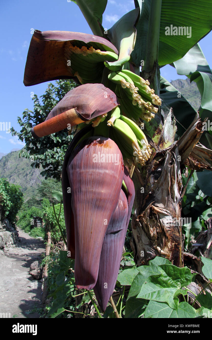 Flower of banana tree in Nepal plantation Stock Photo Alamy