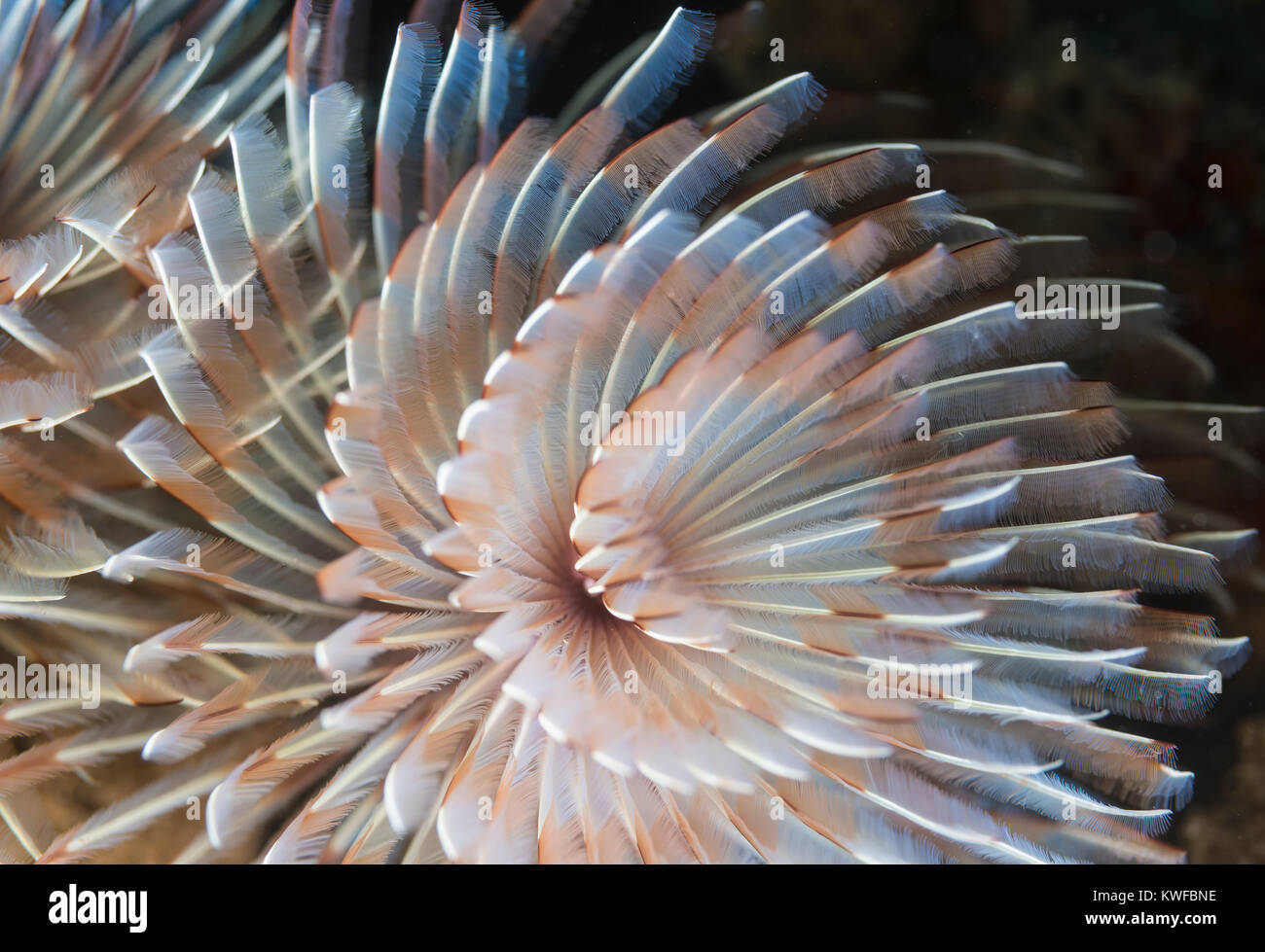 Tube worm feather duster hires stock photography and images Alamy