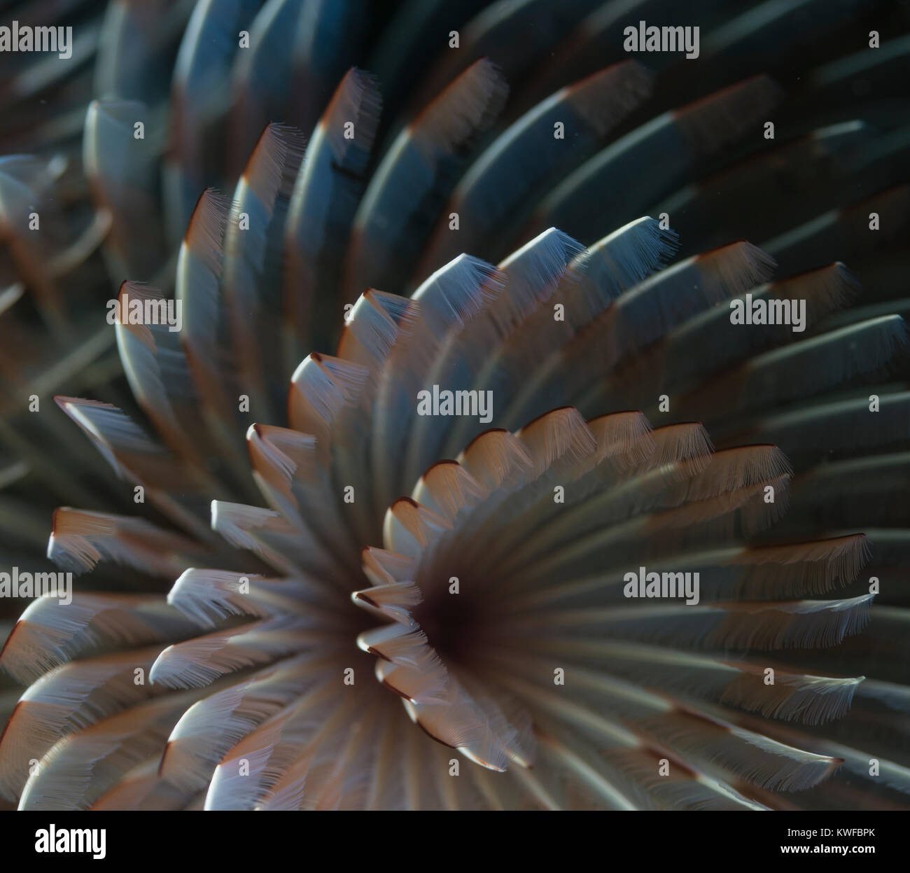 Detail of a tube-dwelling anemone Stock Photo