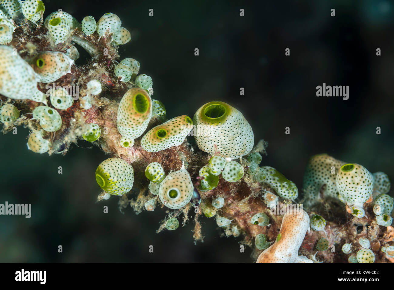 Soft corals growing on a coral branch Stock Photo - Alamy