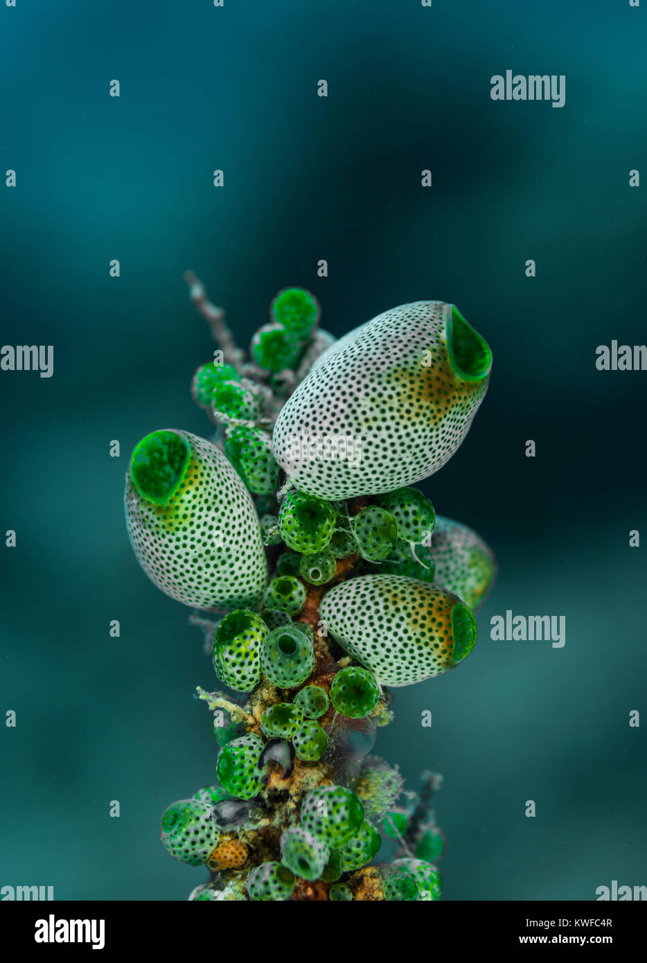 Soft corals growing on a coral branch Stock Photo Alamy