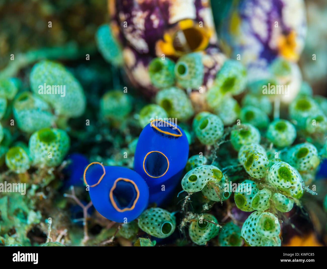 Blue tunicates on a coral Stock Photo