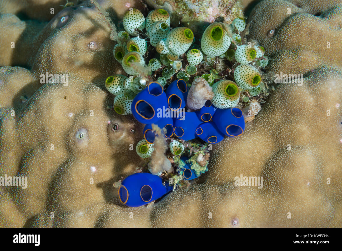 Blue tunicates on a coral Stock Photo