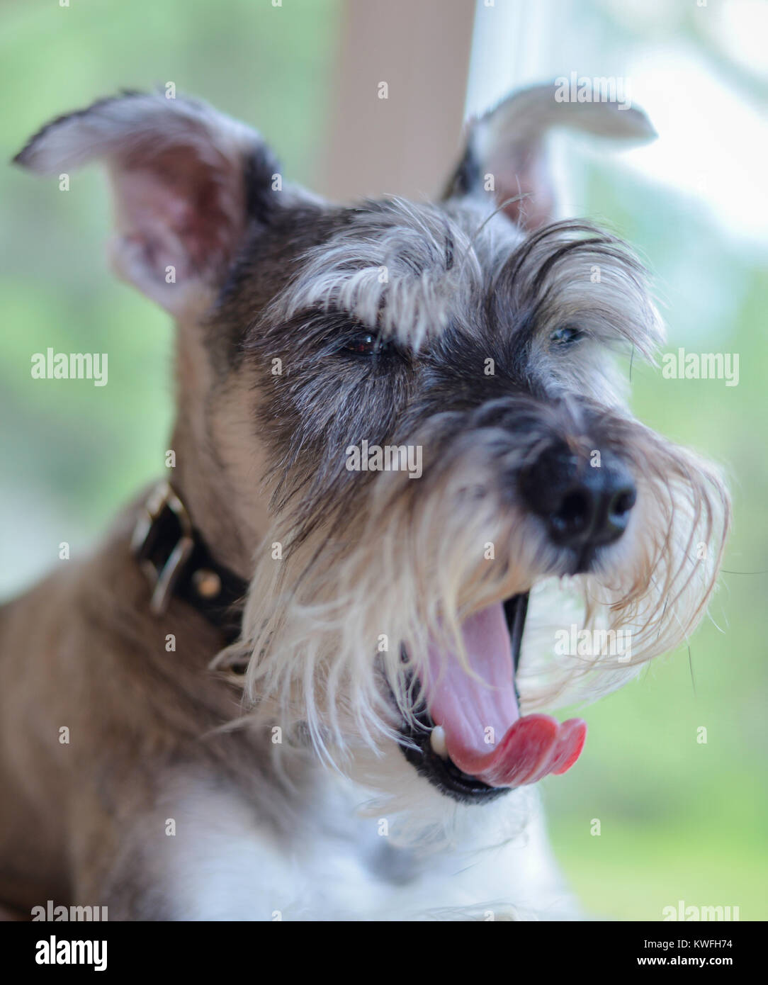 Vertical photo of a salt and pepper mini schnauzer yawning. His pink tongue is sticking out and curled. Focus is on eyes, with shallow depth of field Stock Photo