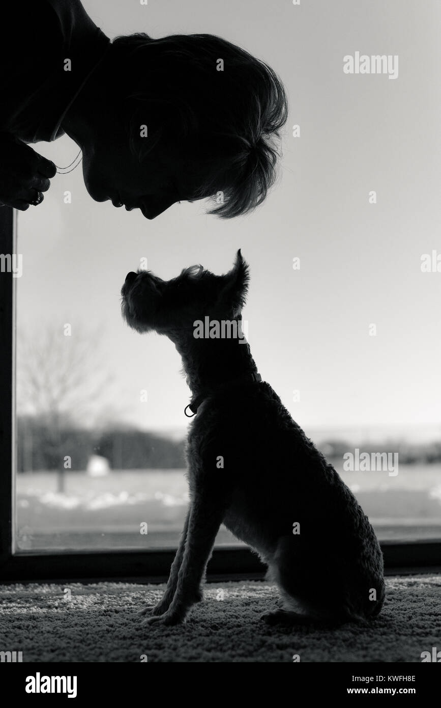 Silhouette of woman leaning over talking gently to baby mini schnauzer puppy. Dog sitting patiently waiting for further instruction. Black and white v Stock Photo