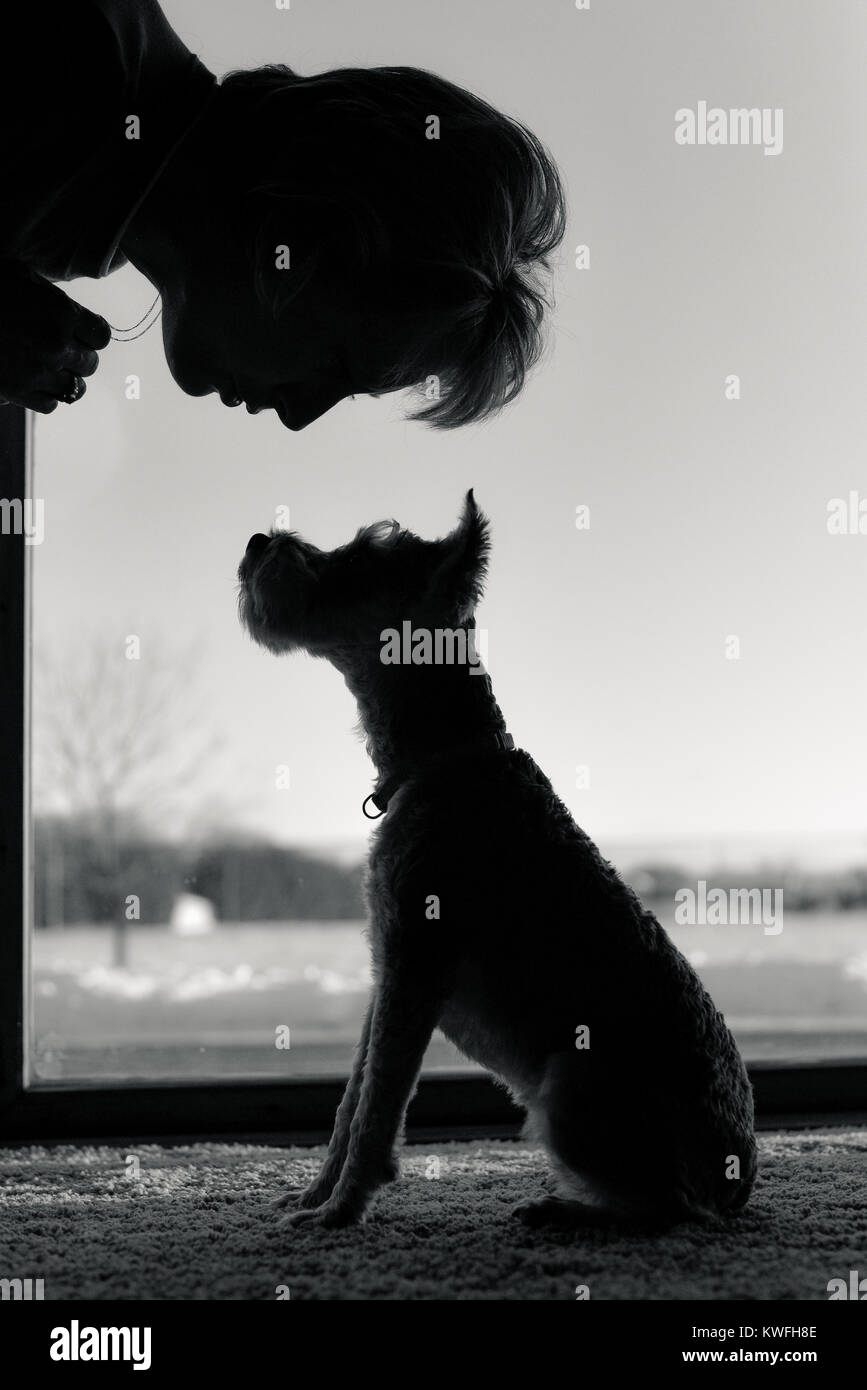 Silhouette Of Woman Leaning Over Talking Gently To Baby Mini Schnauzer Puppy Dog Sitting Patiently Waiting For Further Instruction Black And White V Stock Photo Alamy