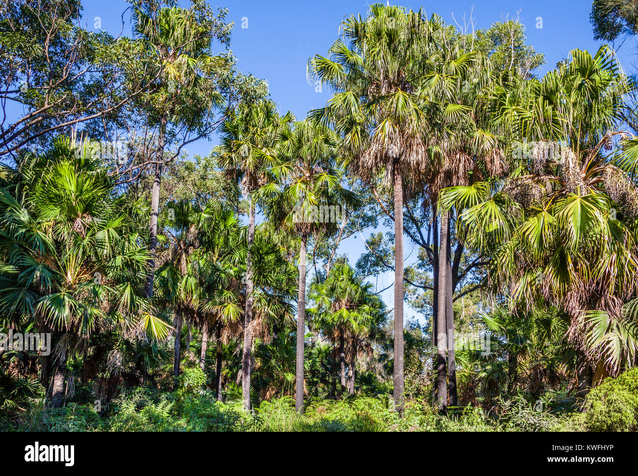tropical rainforest at Naru Reserve, Marks Point, Lake Macquarie, New South Wales, Australia Stock Photo