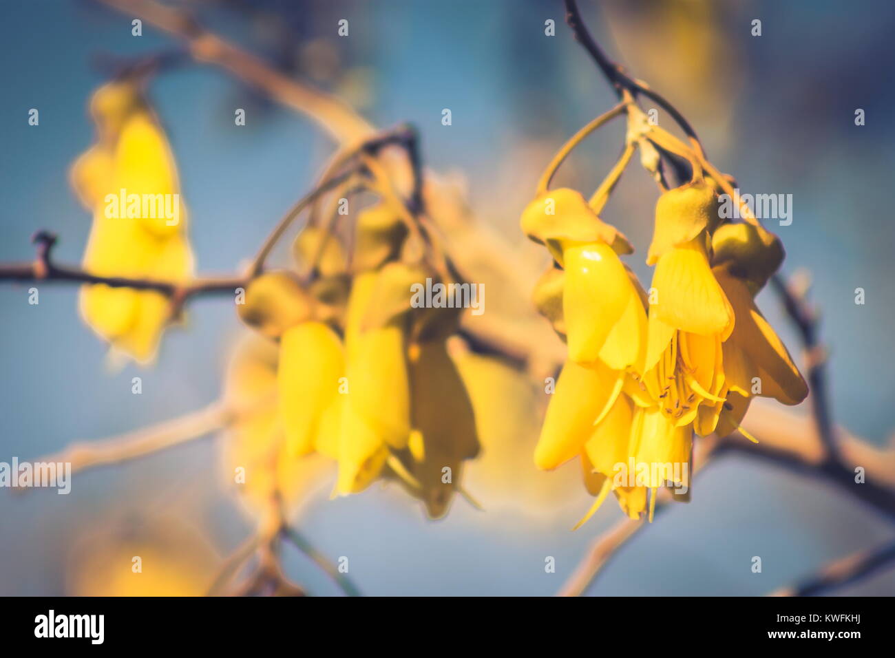 Close up image of Kowhai Flowers in New Zealand Stock Photo