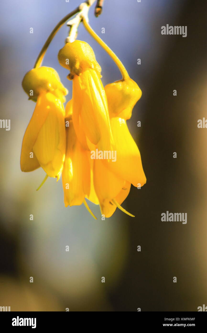 Close up image of Kowhai Flowers in New Zealand Stock Photo