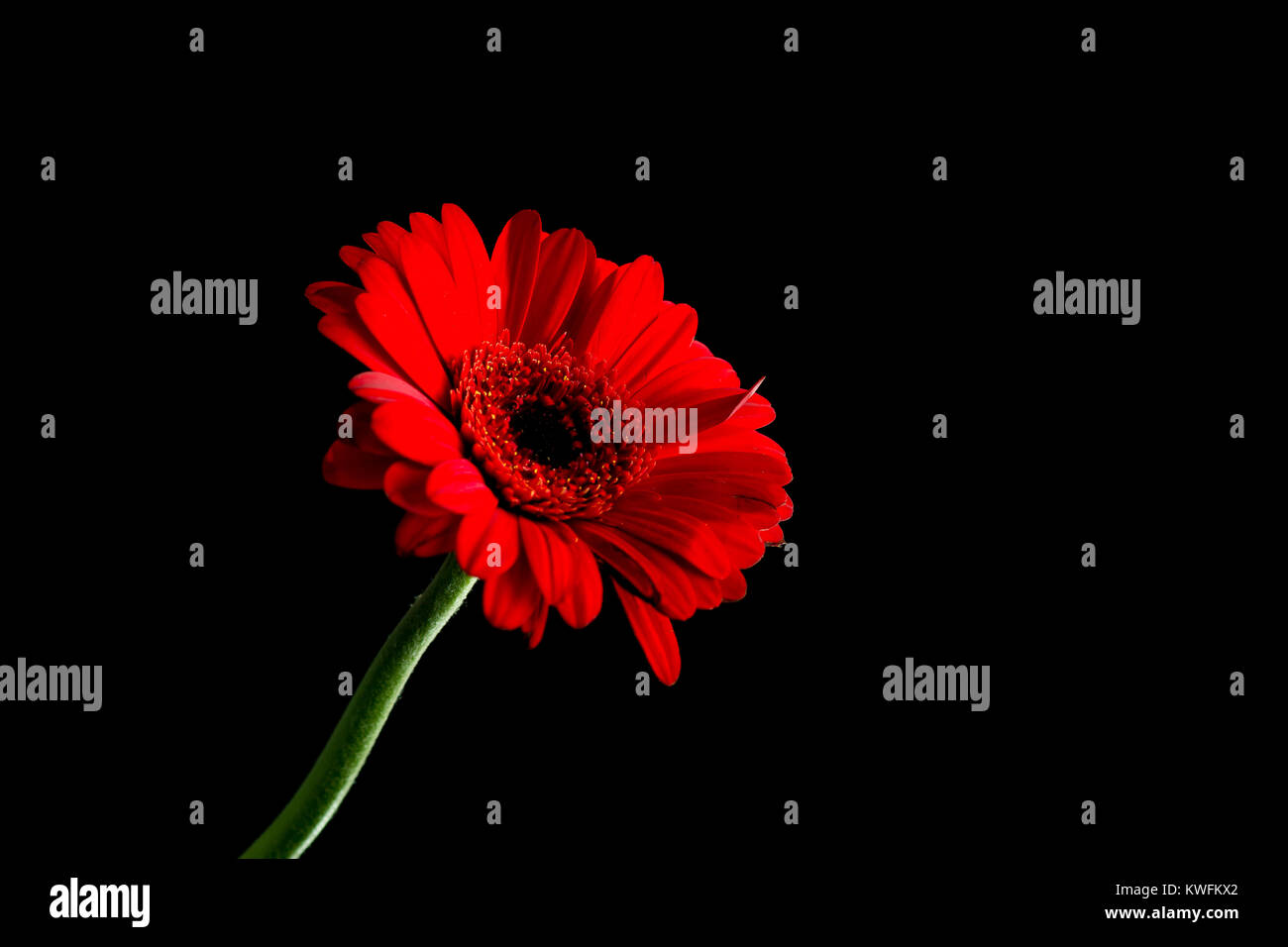 A red flower on a black background Stock Photo
