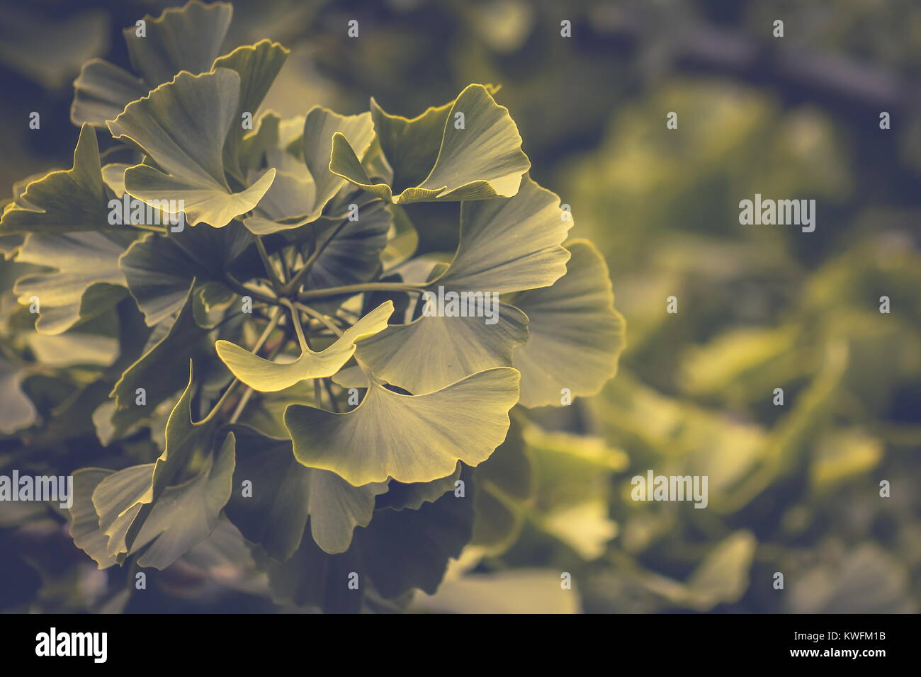 Ginkgo biloba, commonly known as ginkgo or gingko also known as the