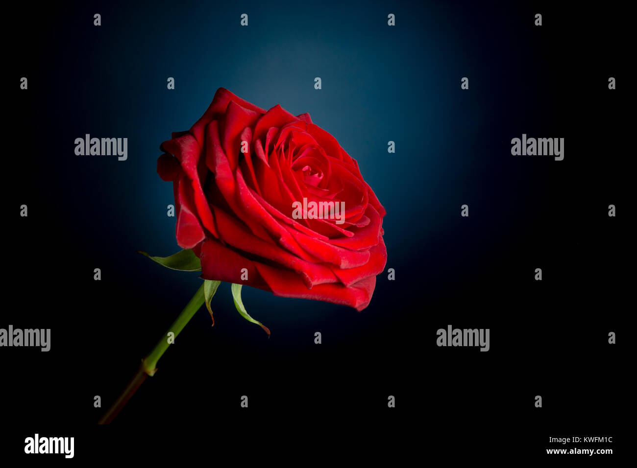 A single rose on a black background Stock Photo