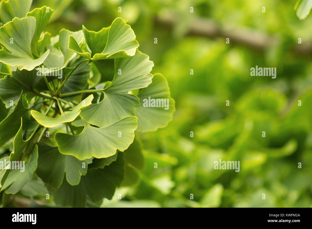 Ginkgo biloba, commonly known as ginkgo or gingko also known as the
