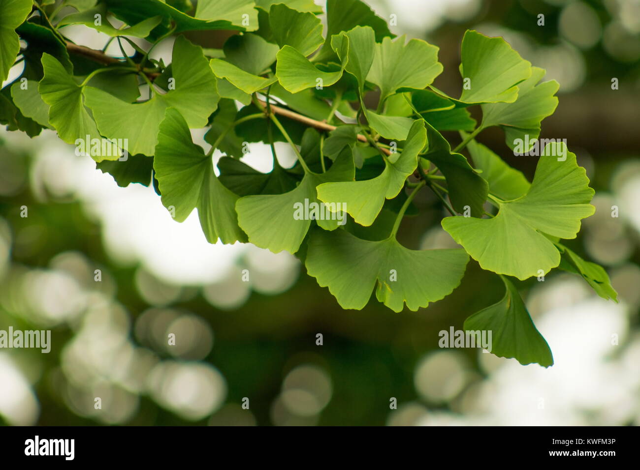 Ginkgo biloba, commonly known as ginkgo or gingko also known as the