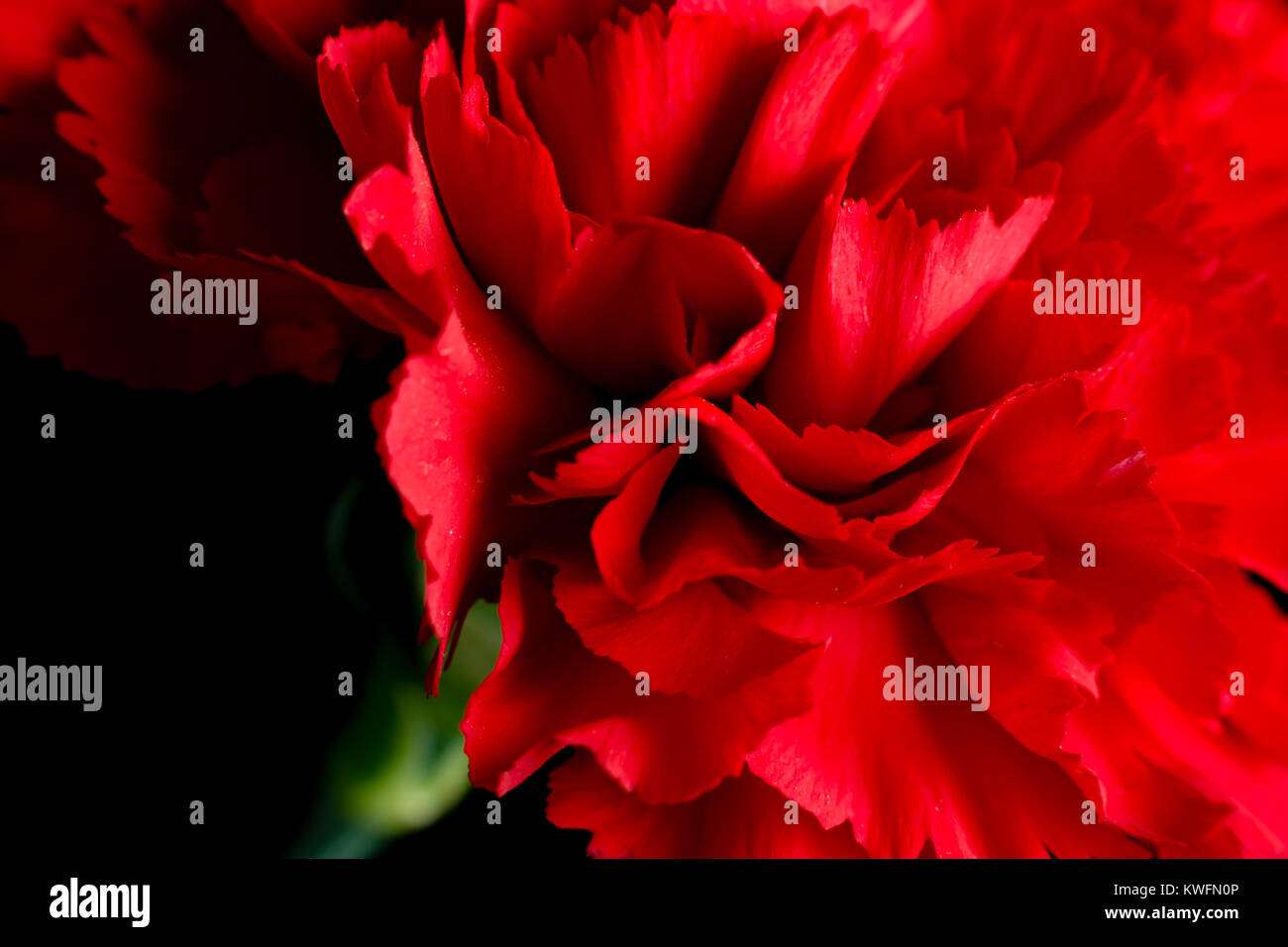 Close up of a red carnation Stock Photo