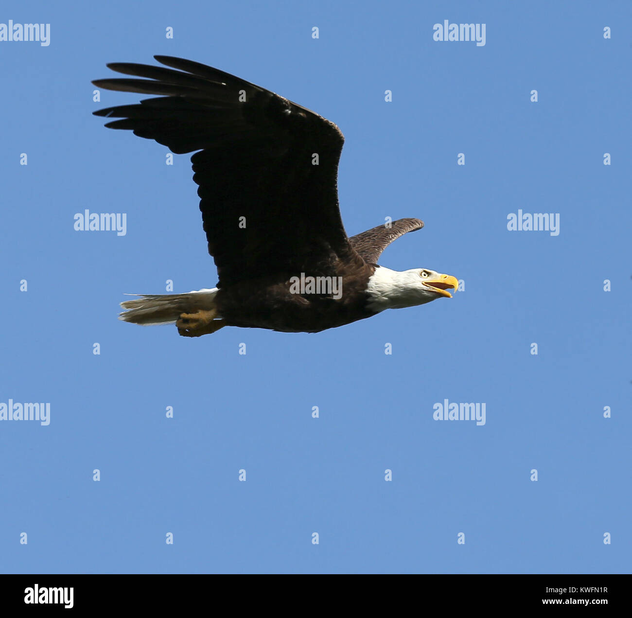 FORT LAUDERDALE, FL JUNE 01 The bald eagle is both the national bird