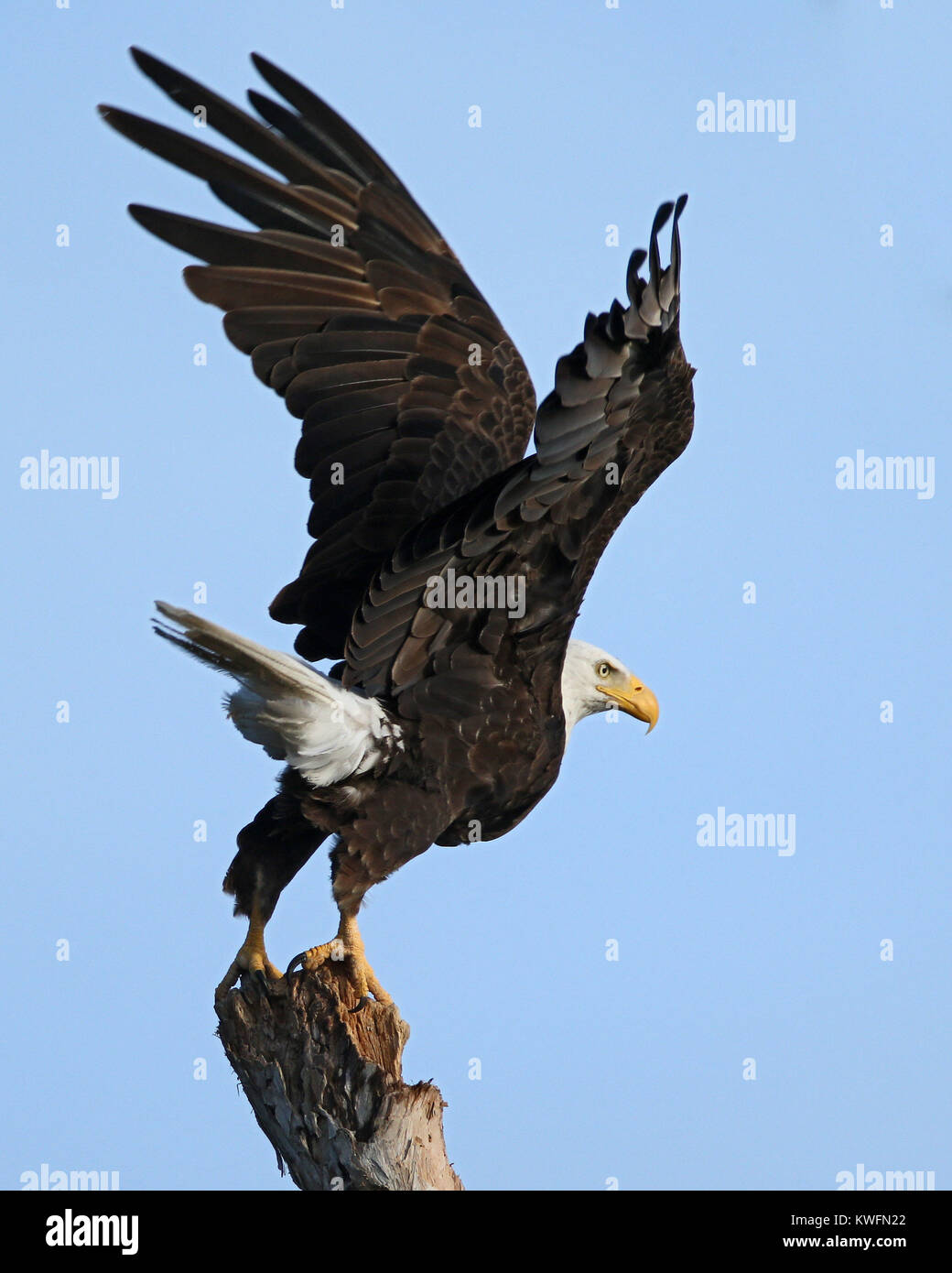 FORT LAUDERDALE, FL JUNE 01 The bald eagle is both the national bird