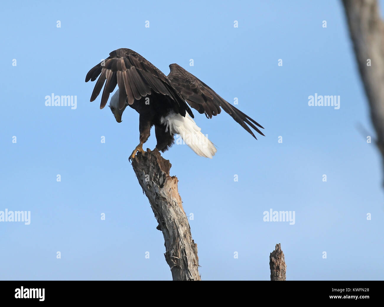 FORT LAUDERDALE, FL JUNE 01 The bald eagle is both the national bird