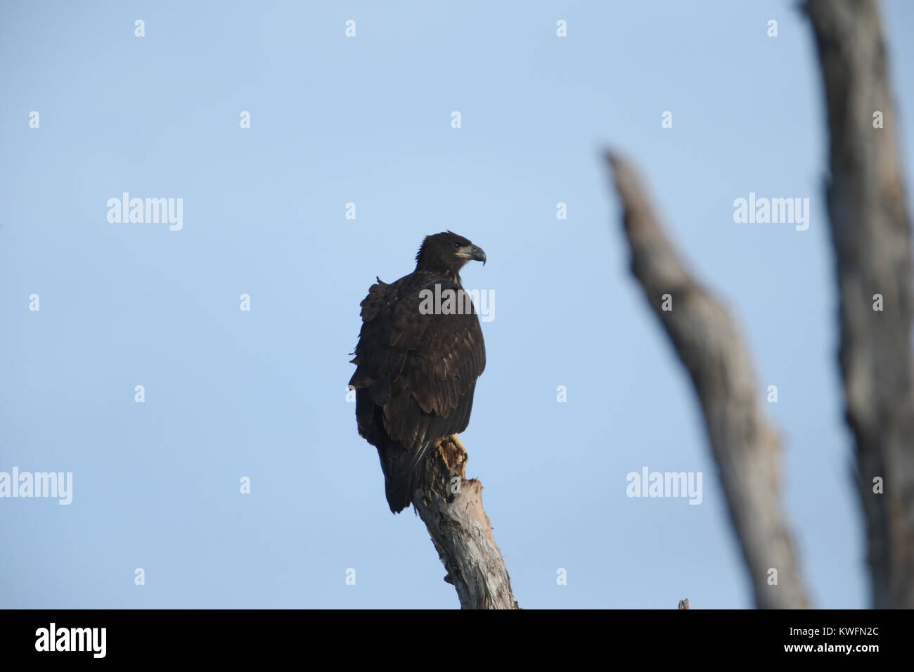 FORT LAUDERDALE, FL JUNE 01 The bald eagle is both the national bird