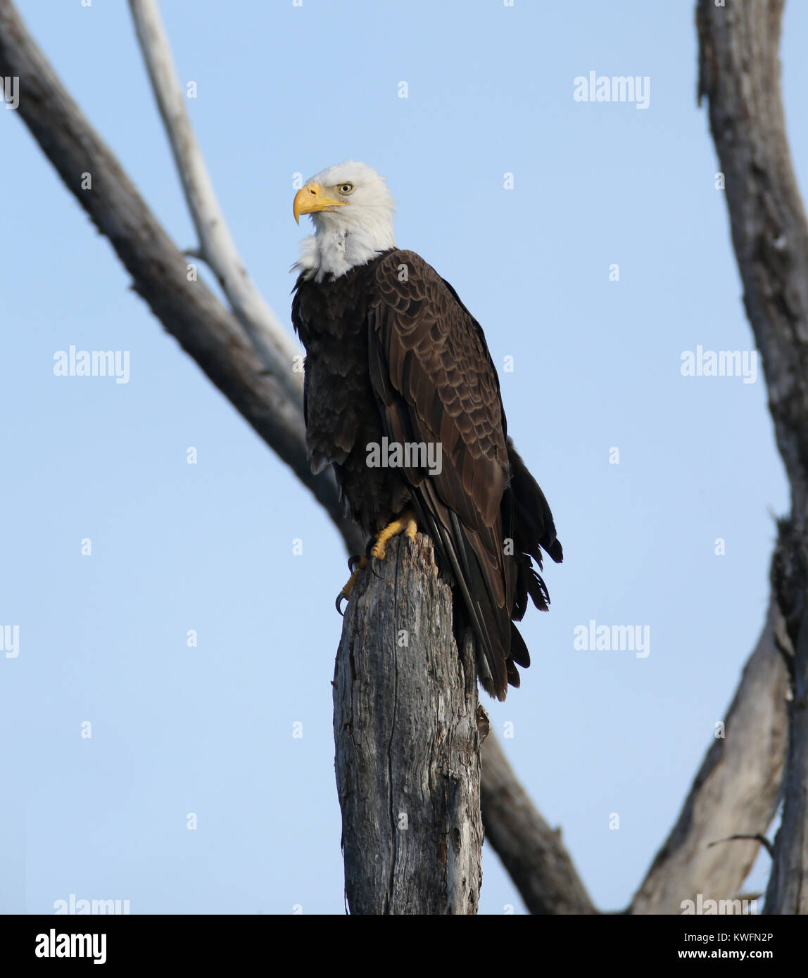 FORT LAUDERDALE, FL - JUNE 01: The bald eagle is both the national bird and national  animal of the United States of America. The bald eagle appears on its Seal. In  the