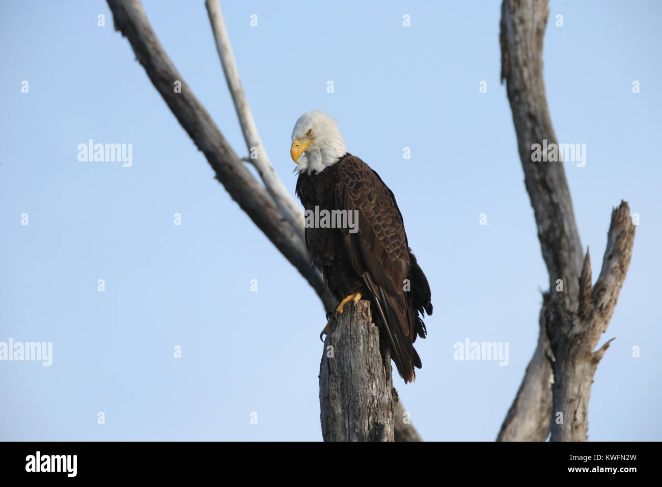 FORT LAUDERDALE, FL JUNE 01 The bald eagle is both the national bird