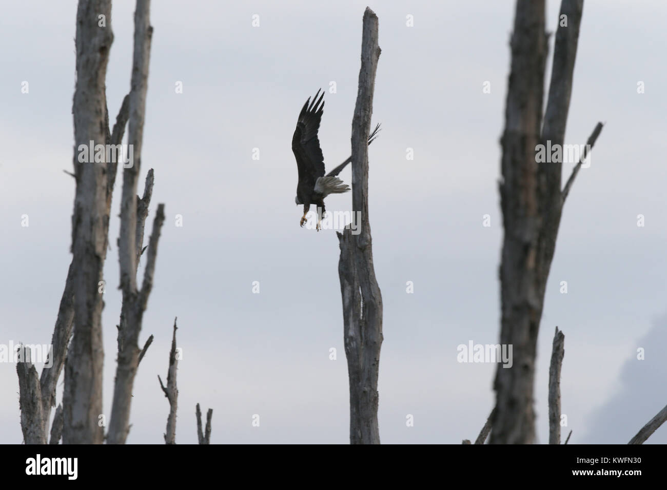 FORT LAUDERDALE, FL JUNE 01 The bald eagle is both the national bird