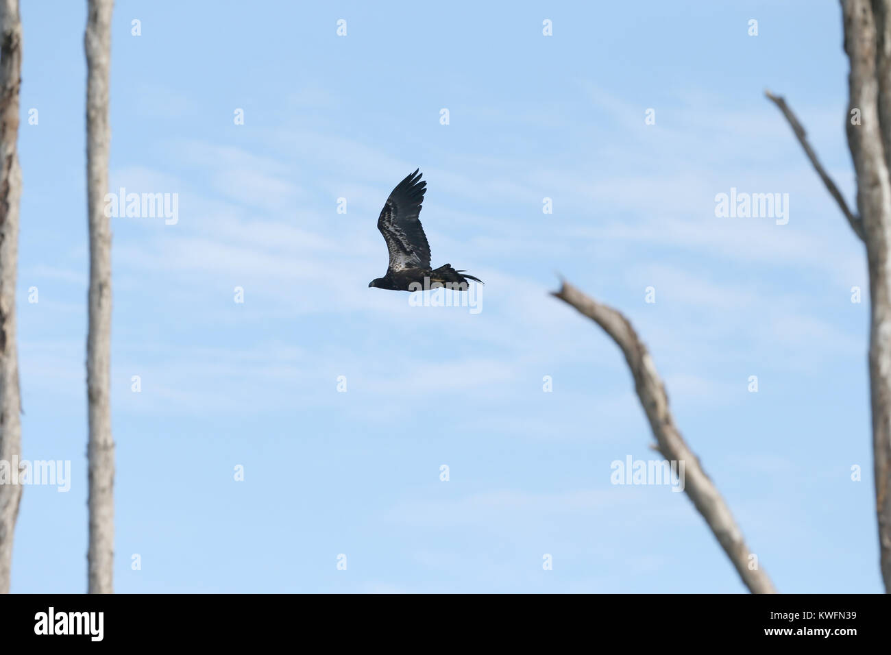 FORT LAUDERDALE, FL JUNE 01 The bald eagle is both the national bird
