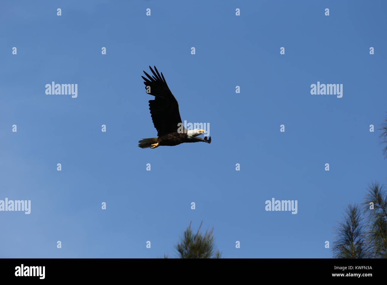 FORT LAUDERDALE, FL JUNE 01 The bald eagle is both the national bird