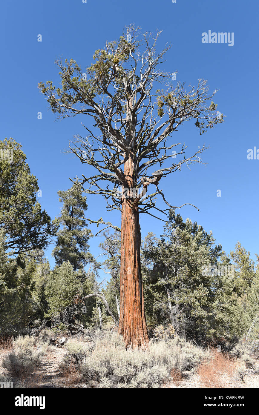 Jeffrey Pine (Pinus jeffreyi) in the San Bernardino National Forest. The dark bark of the tree smells like vanilla or butterscotch. Stock Photo