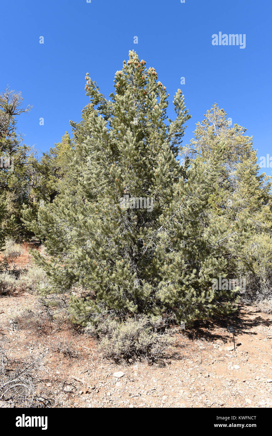 Pinyon Pine (Pinus monophylla) in the San Bernardino National Forest. The seeds, commonly called pine nuts, were an important source of food for nativ Stock Photo