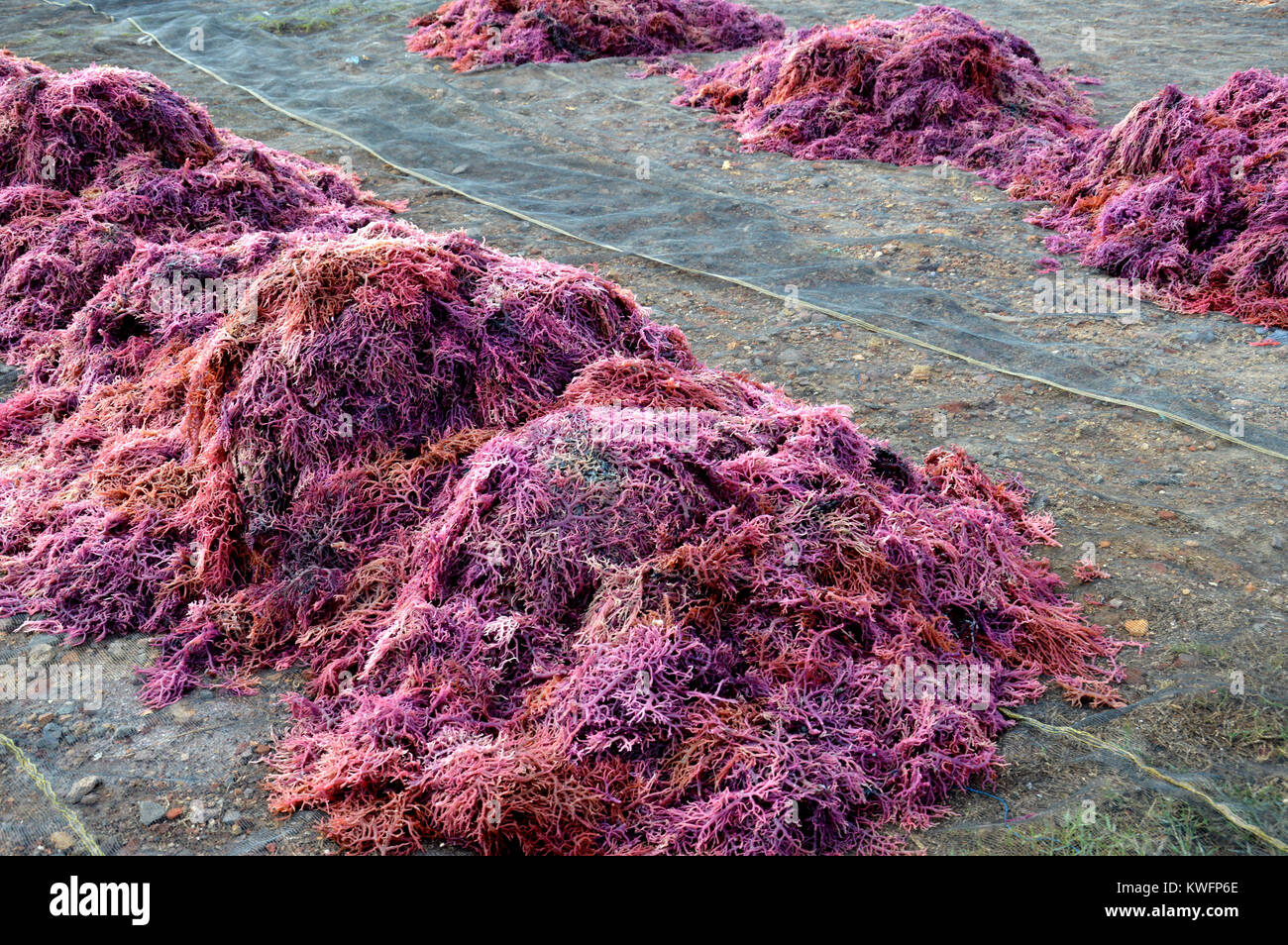 seaweed in the drying process Stock Photo Alamy