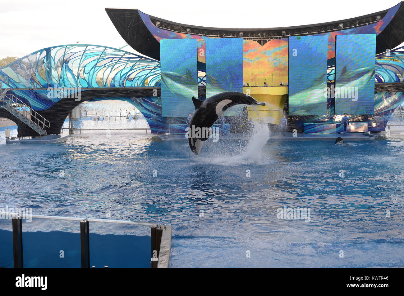 ORLANDO, FL - AUGUST 15: SeaWorld has announced a new 10 million-gallon killer whale environment in San Diego, nearly double the size of the existing facility. Similar environments are planned for SeaWorld Orlando and SeaWorld San Antonio, the company said on Friday. The new facility measures 350 feet across and 50 feet deep, a size that SeaWorld says will Òsupport the whales' broad range of behaviors and provide choices that can challenge the whales both physically and mentally.Ó SeaWorld also pledged $10 million in matching funds for orca research. The company's stock plummeted 33 percent on Stock Photo
