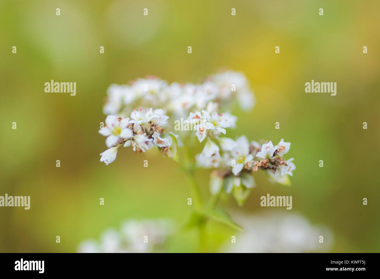 Buckwheat field, Fukagawa City, Hokkaido, Japan Stock Photo Alamy