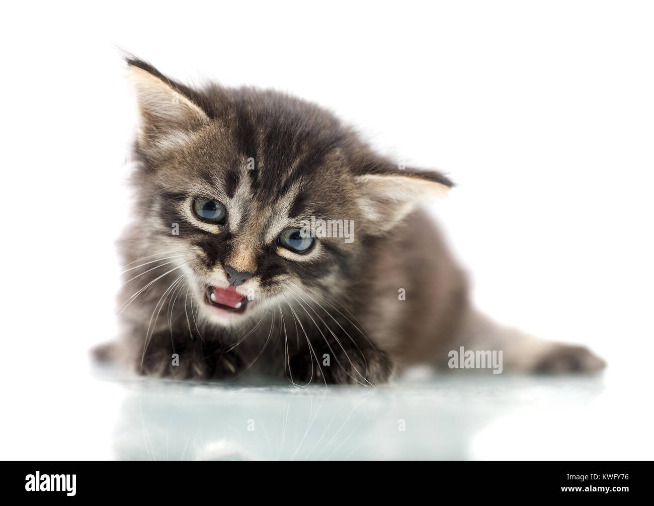 Little cute kitten with blue eyes sitting isolated on white Stock Photo ...