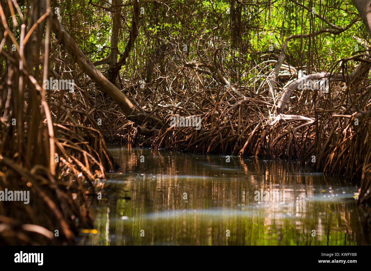 mangrove woods in National Park La Restinga, Margarita Island, Venezuela Stock Photo