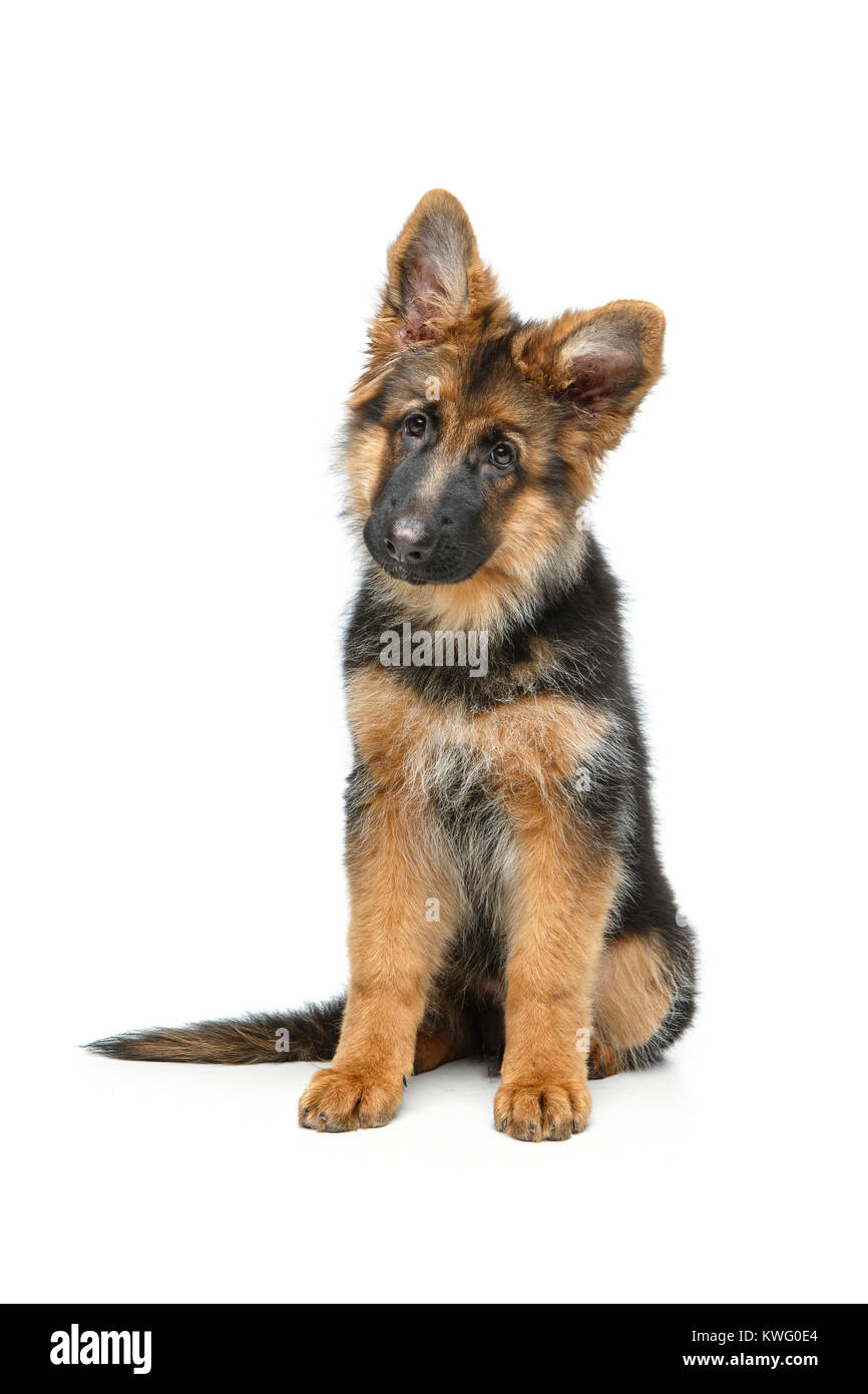 beautiful german shepard puppy Stock Photo - Alamy