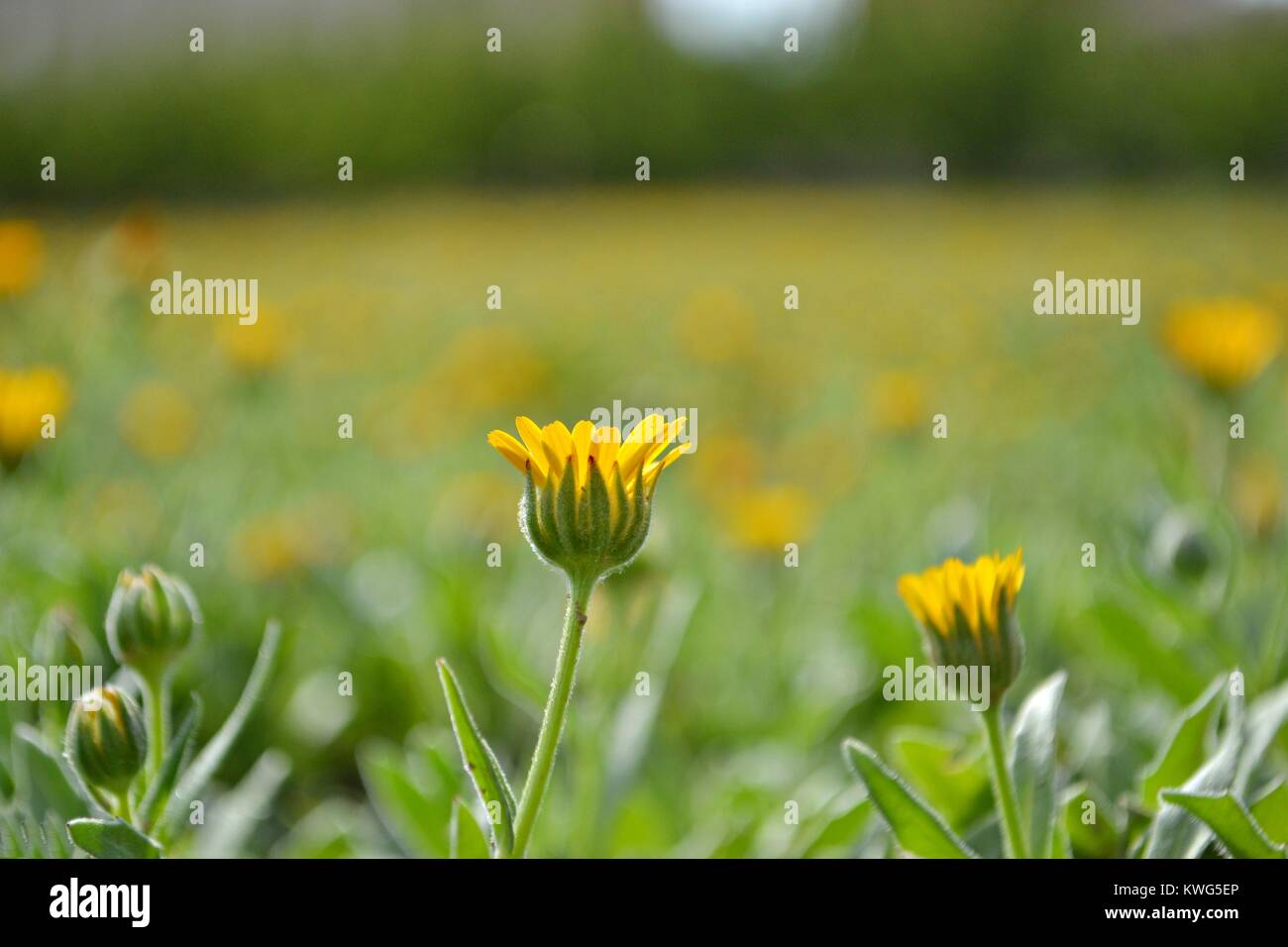 Yellow flowers at green grass field Stock Photo - Alamy