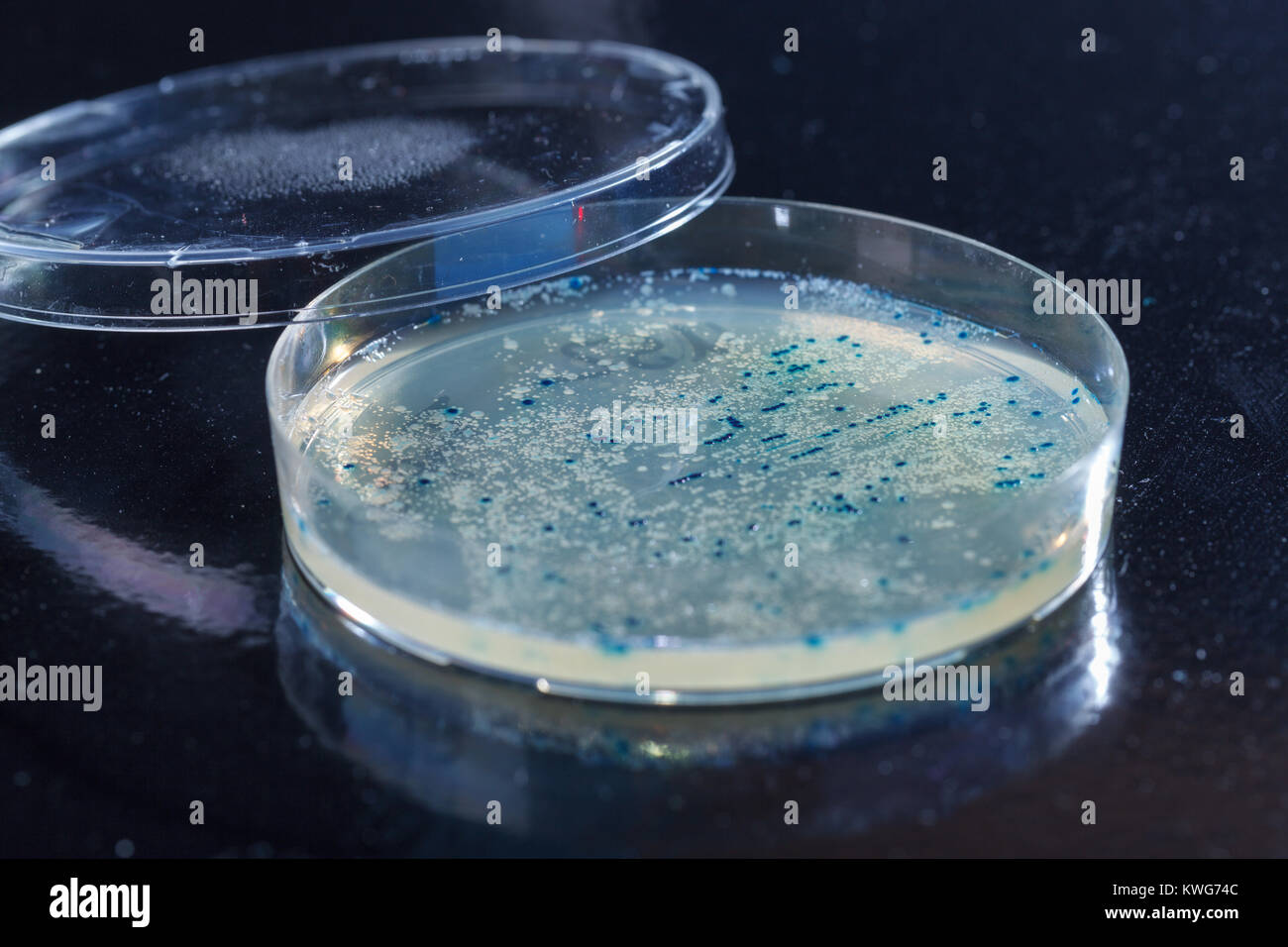 colonies in petri dish for cloning of transgenic vector into plasmid DNA Stock Photo