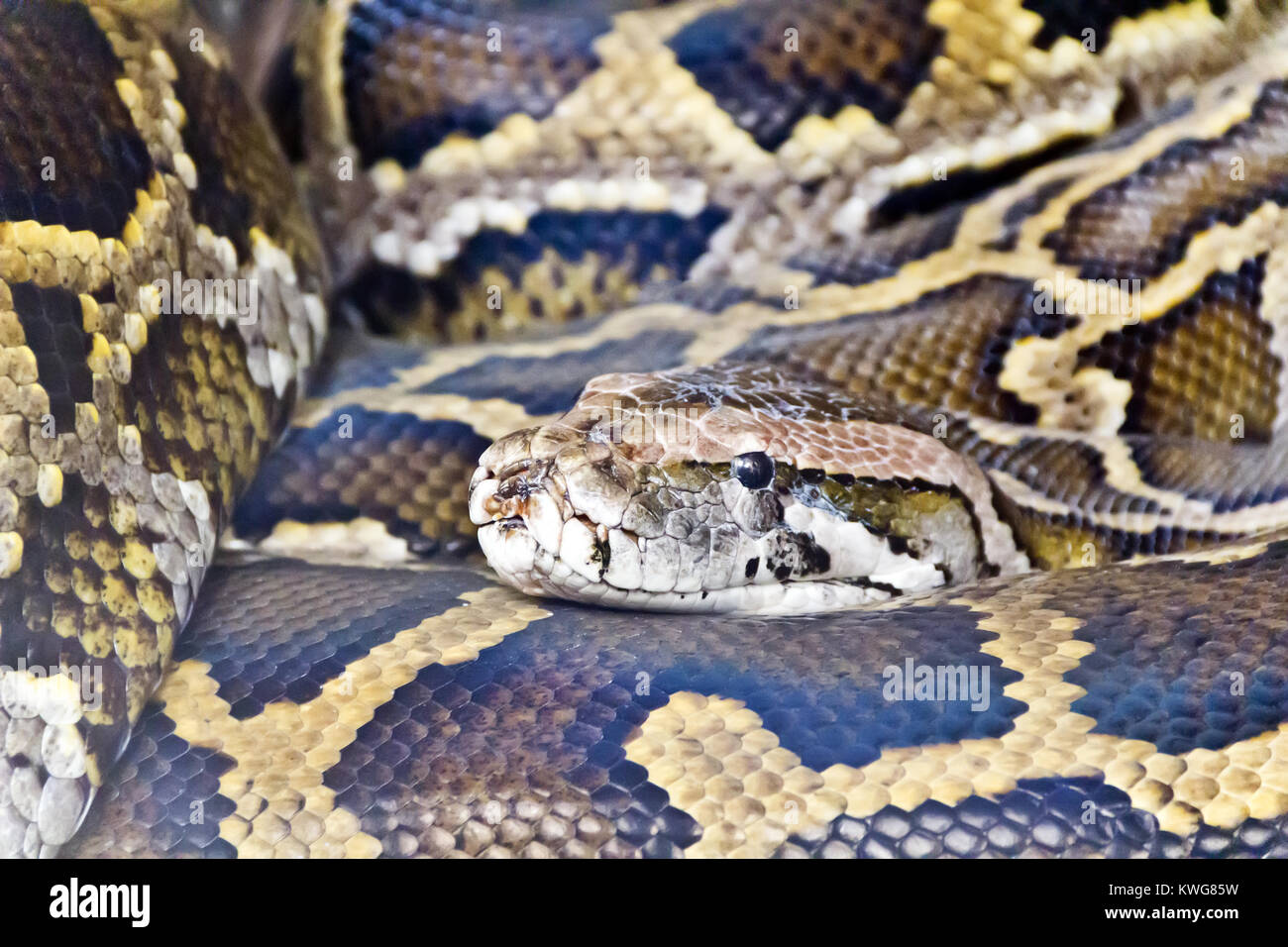 Photo of reticulated python head close up Stock Photo - Alamy