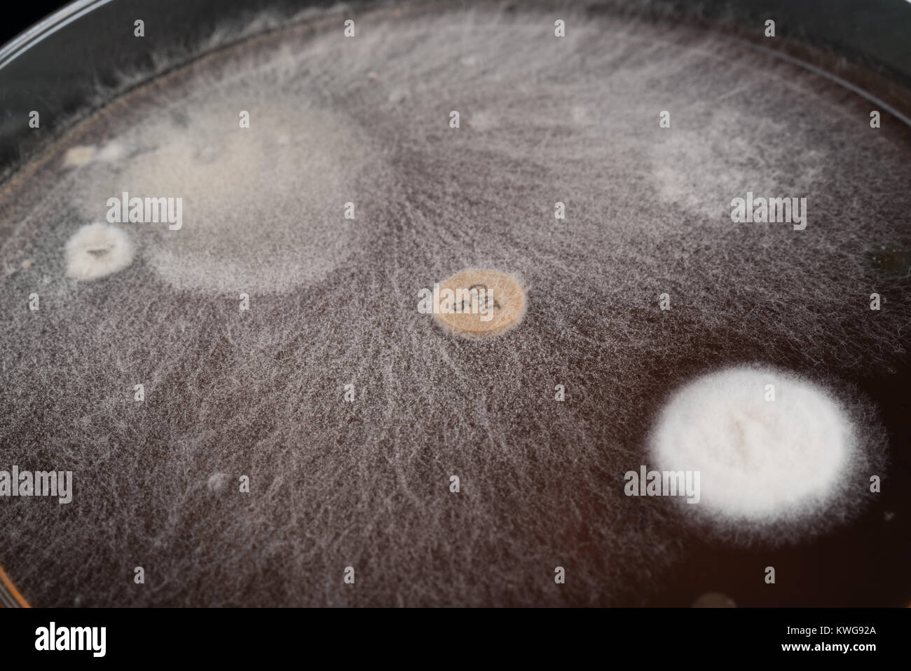 growth of in a Petri dish, Bacteria, yeast and mold