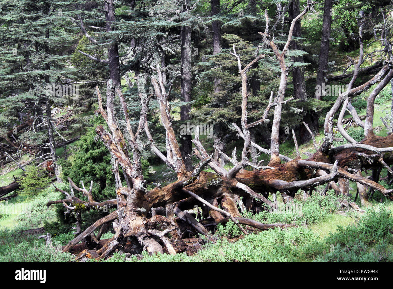 Very big fallen tree in the forest on the slope of mount Tahtali ...