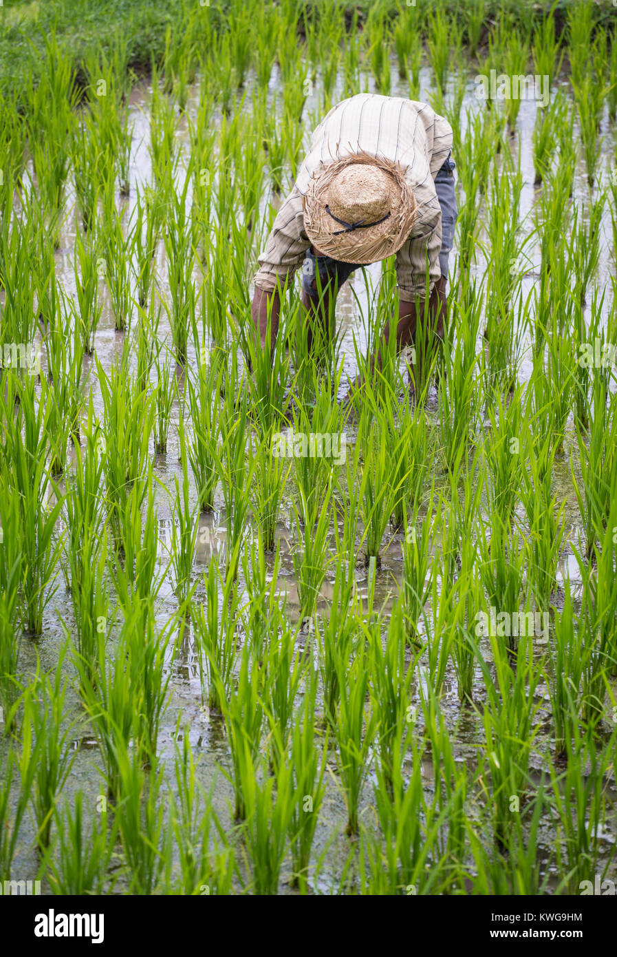 Farmer unesco rice terraces hi-res stock photography and images - Alamy