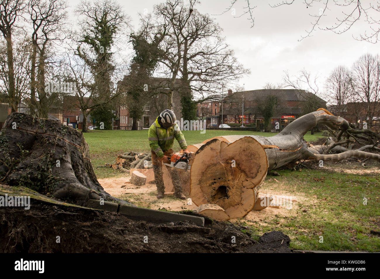 Clean up of fallen Tree after Storm Eleanor in Newtown Powys 3/1/18
