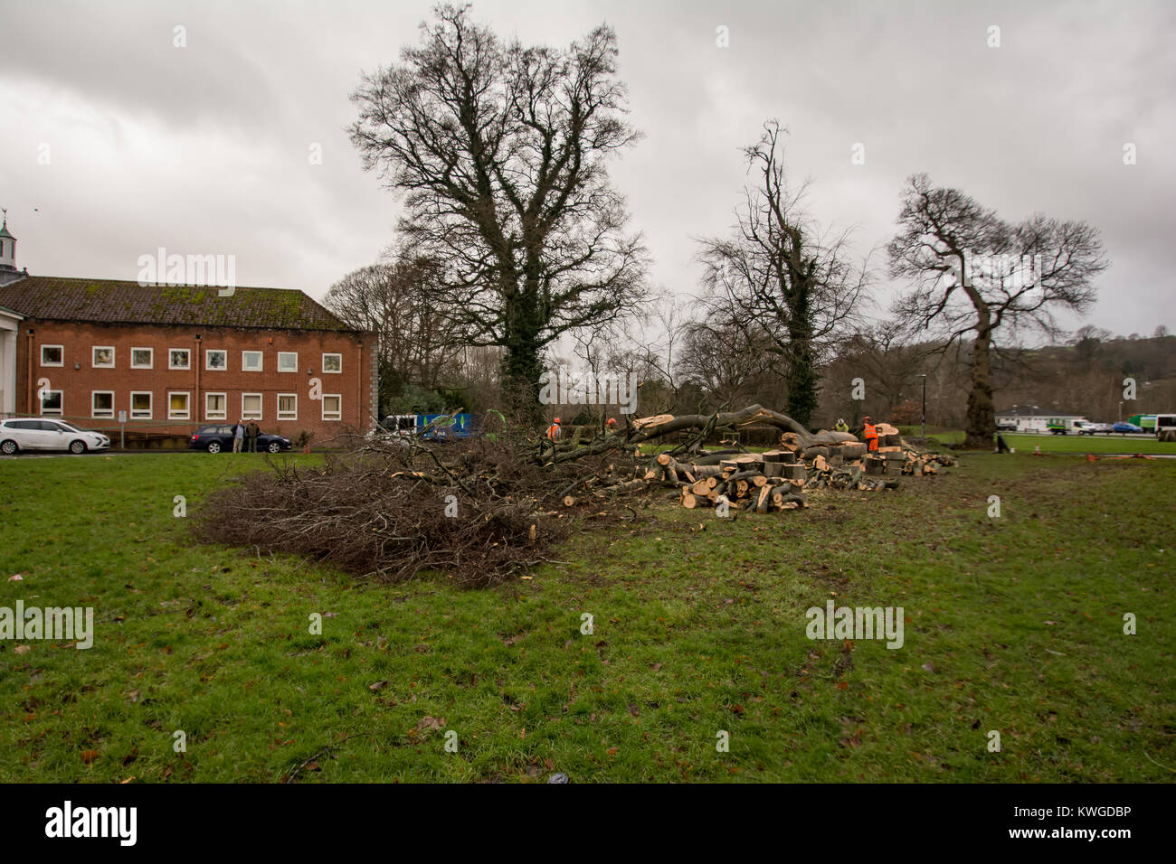 Clean up of fallen Tree after Storm Eleanor in Newtown Powys 3/1/18