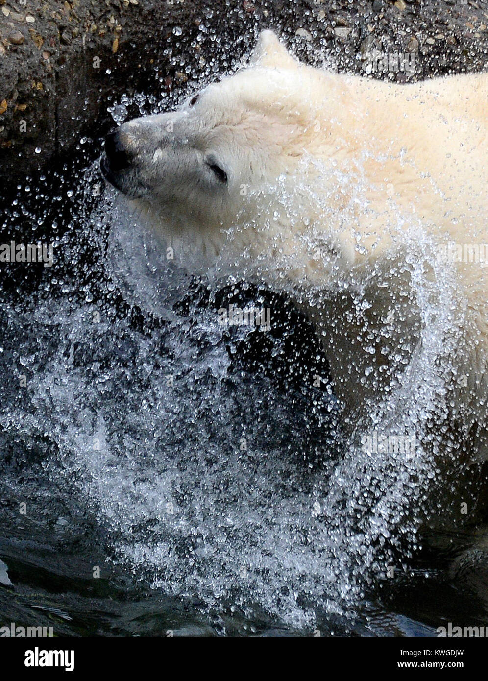 Hanover, Germany. 03rd Jan, 2018. Polar bear Milana shakes off water on a rock in the open-air enclosure of the bear unit at the Adventure Zoo in Hanover, Germany, 03 January 2018. Credit: Anne-Sophie Galli/dpa/Alamy Live News Stock Photo
