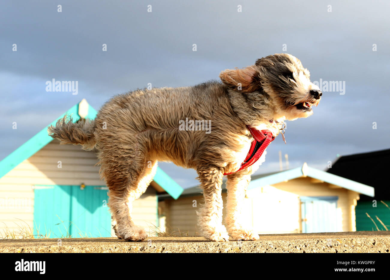 Cockapoo In Yellow Field High Resolution Stock Photography and Images ...