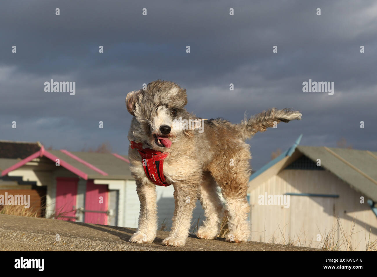 Cockapoo In Yellow Field High Resolution Stock Photography and Images ...