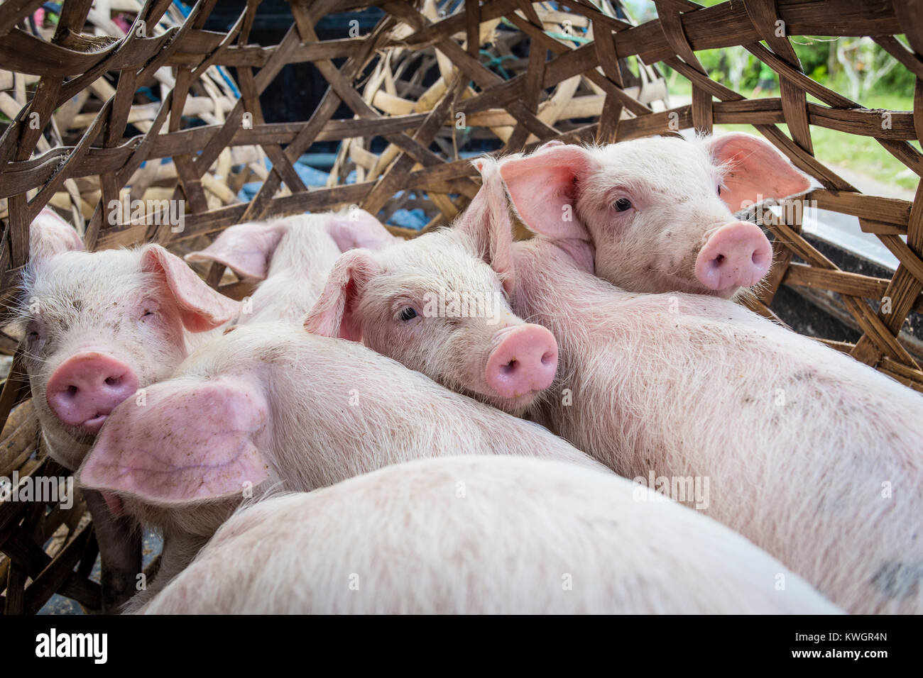 Cute piglets inside a bamboo cage, ready for transportation Stock Photo