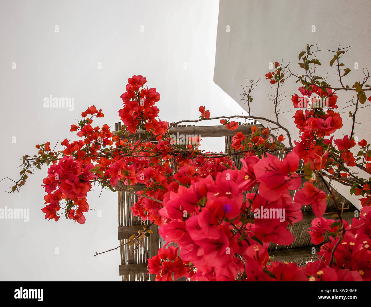 Bright Red Bougainvillea plant flowers climbing up a bamboo pergola. White background . Stock Photo