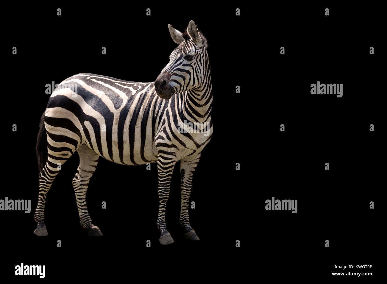 Zebra on a black background Stock Photo - Alamy